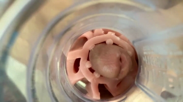 Jkrubs665  31-10-2021 video nature